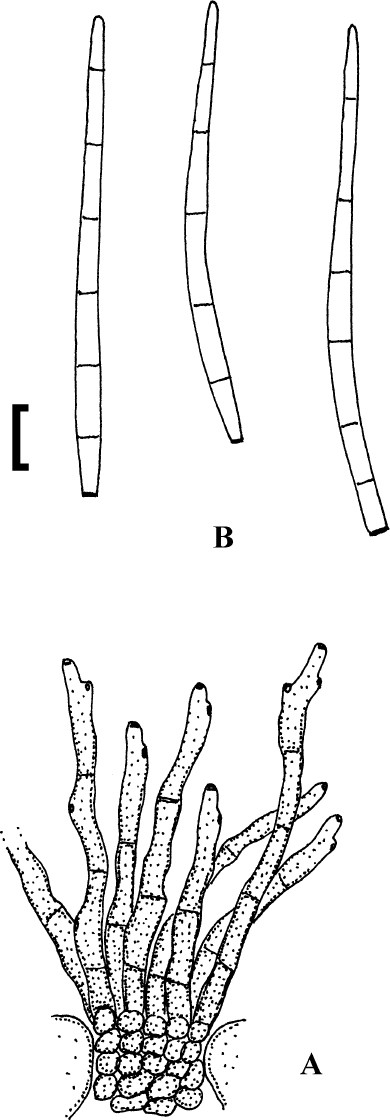 Fig. 17