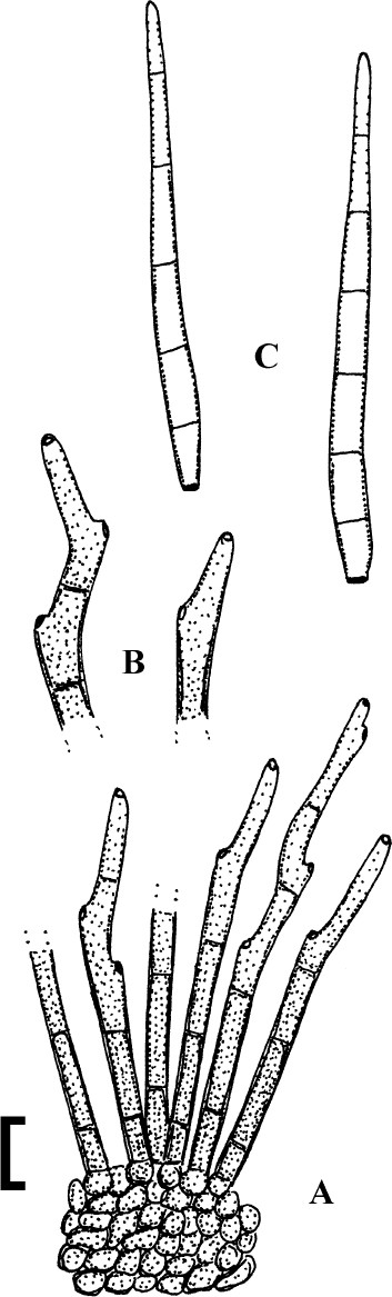 Fig. 176