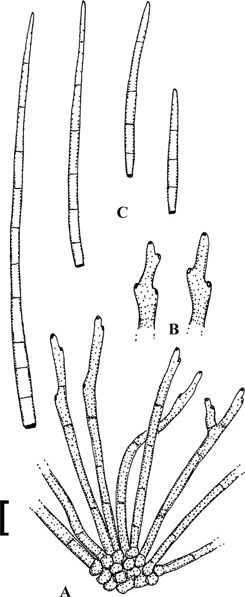 Fig. 179