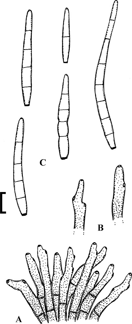 Fig. 18