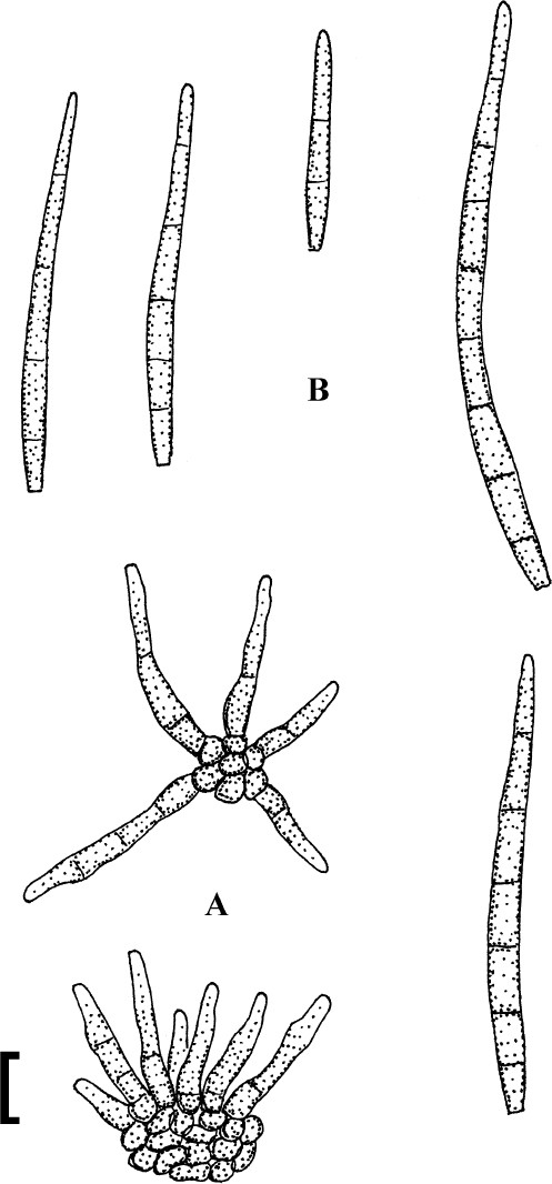 Fig. 183