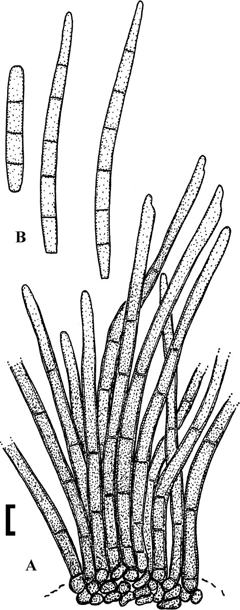 Fig. 186