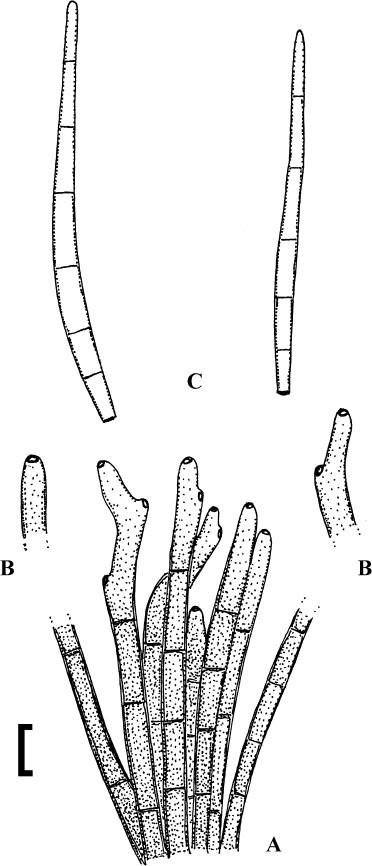 Fig. 2