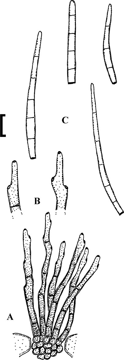 Fig. 20