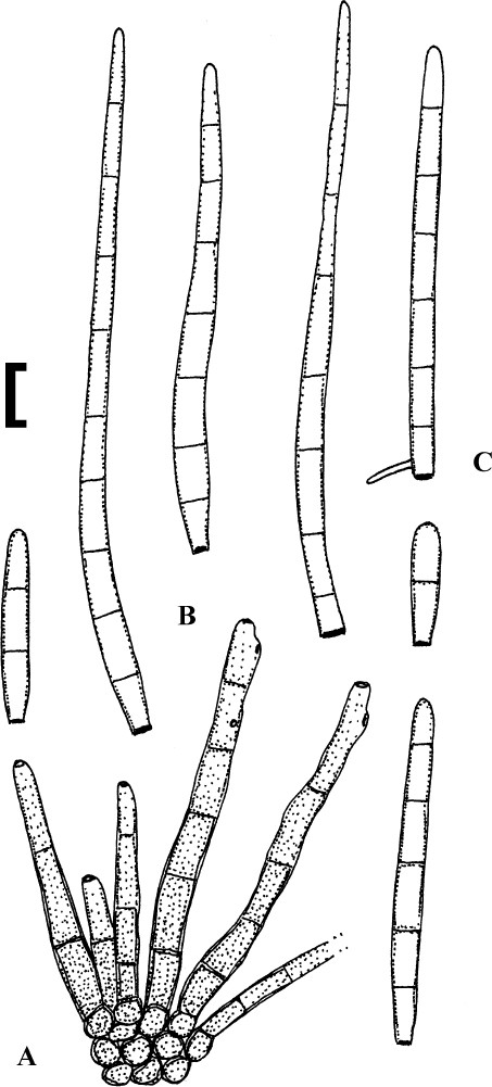 Fig. 22