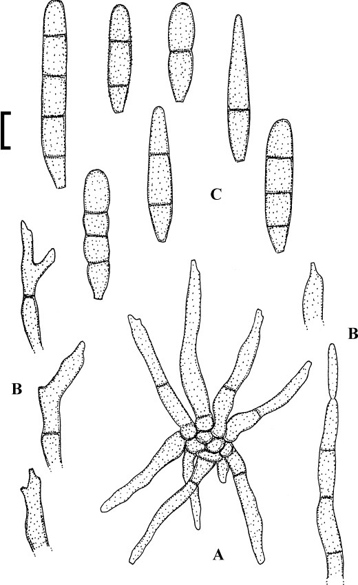 Fig. 26