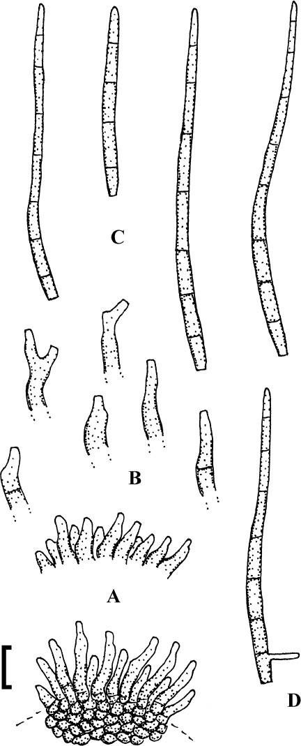 Fig. 28