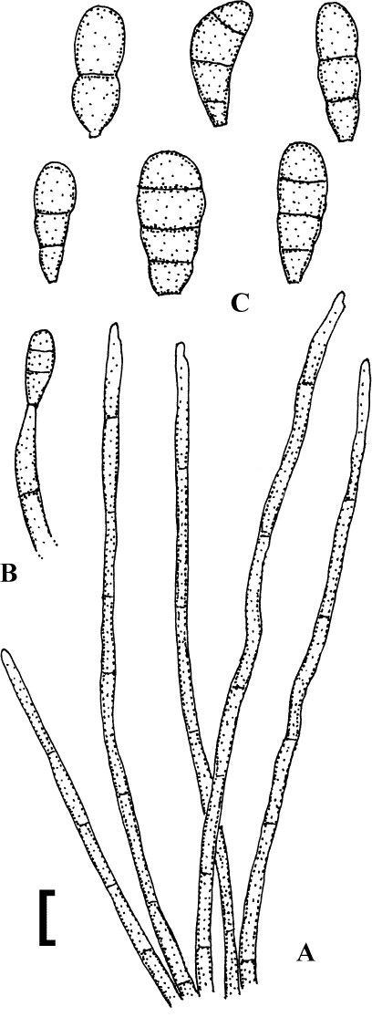 Fig. 29