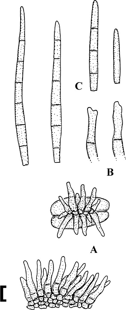 Fig. 30