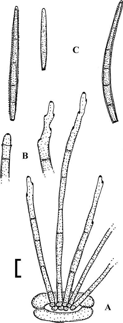 Fig. 41