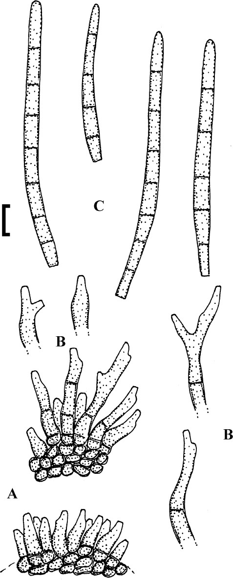 Fig. 48