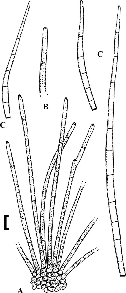 Fig. 55