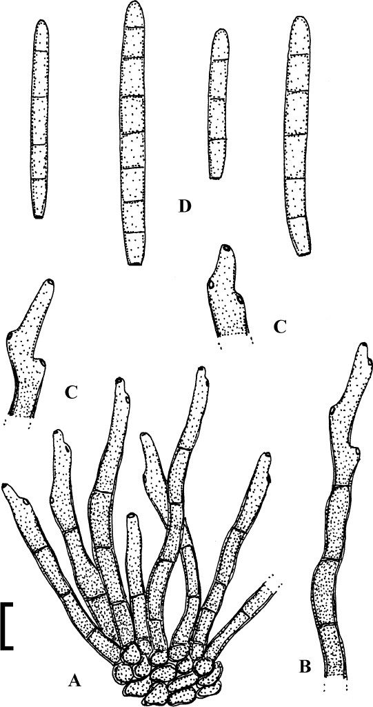 Fig. 58