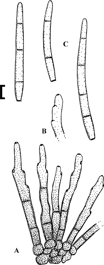 Fig. 59