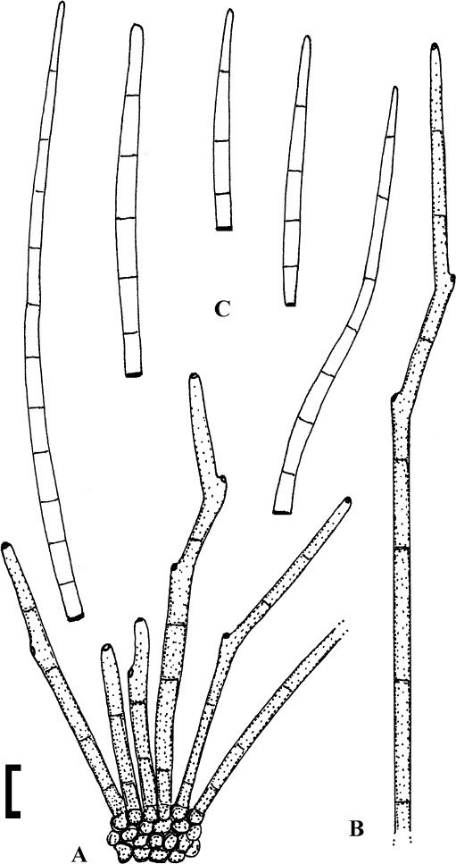 Fig. 6