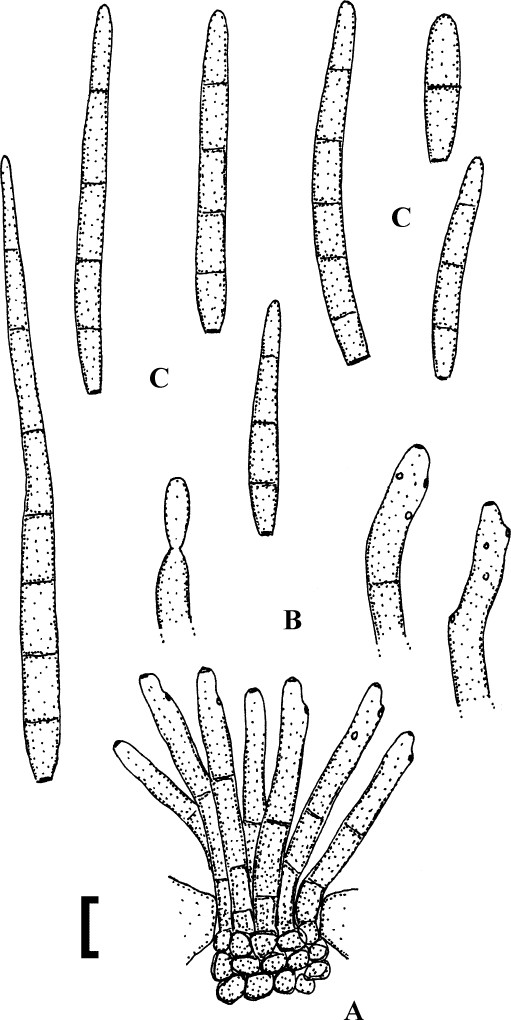 Fig. 61