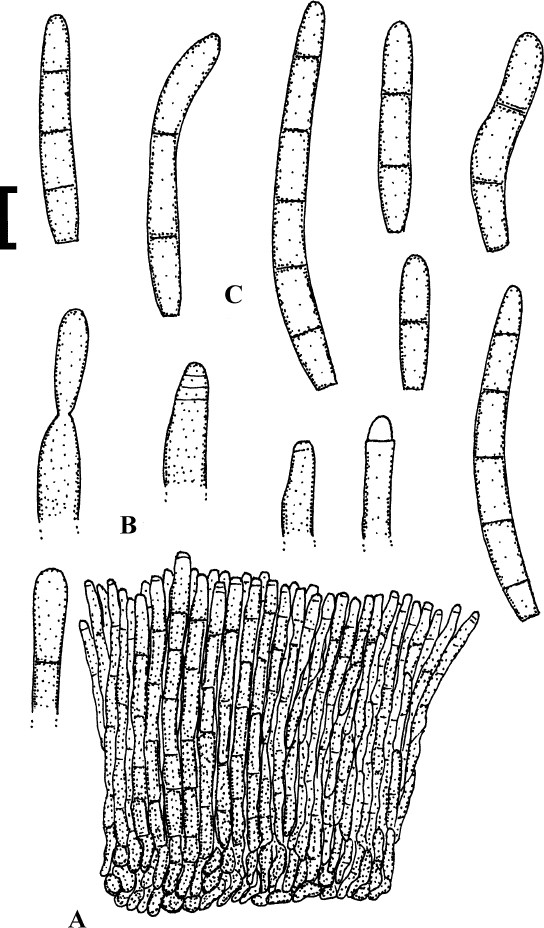 Fig. 62