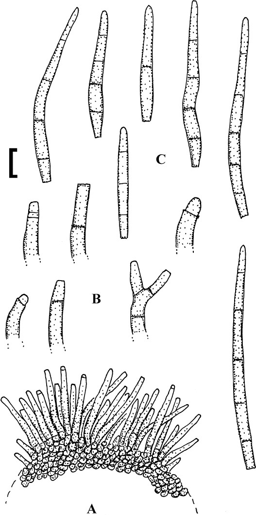 Fig. 63