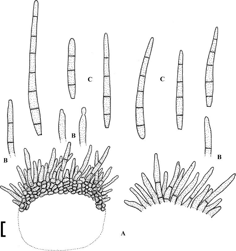 Fig. 64