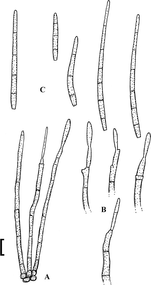 Fig. 65