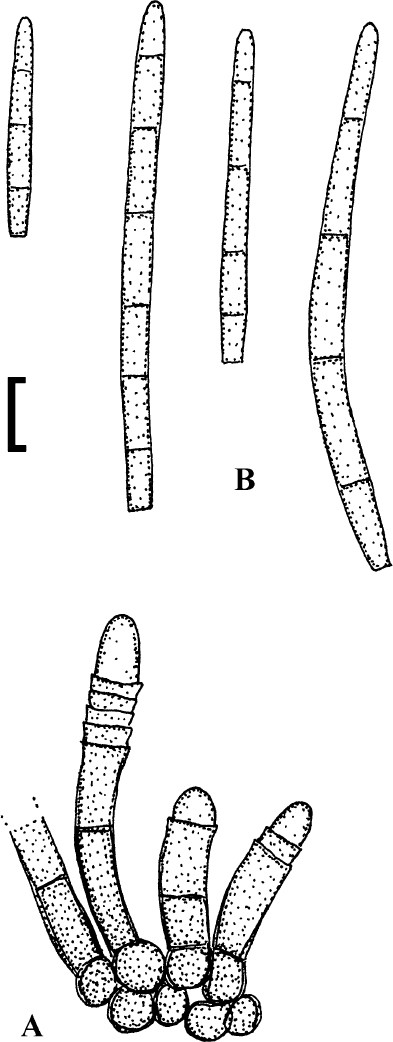 Fig. 66