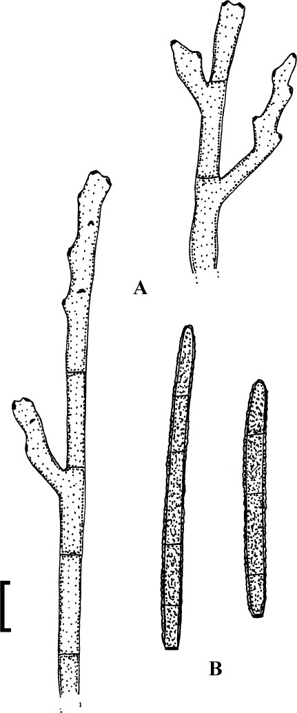 Fig. 67