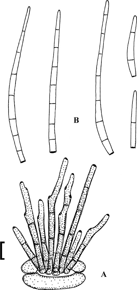 Fig. 70