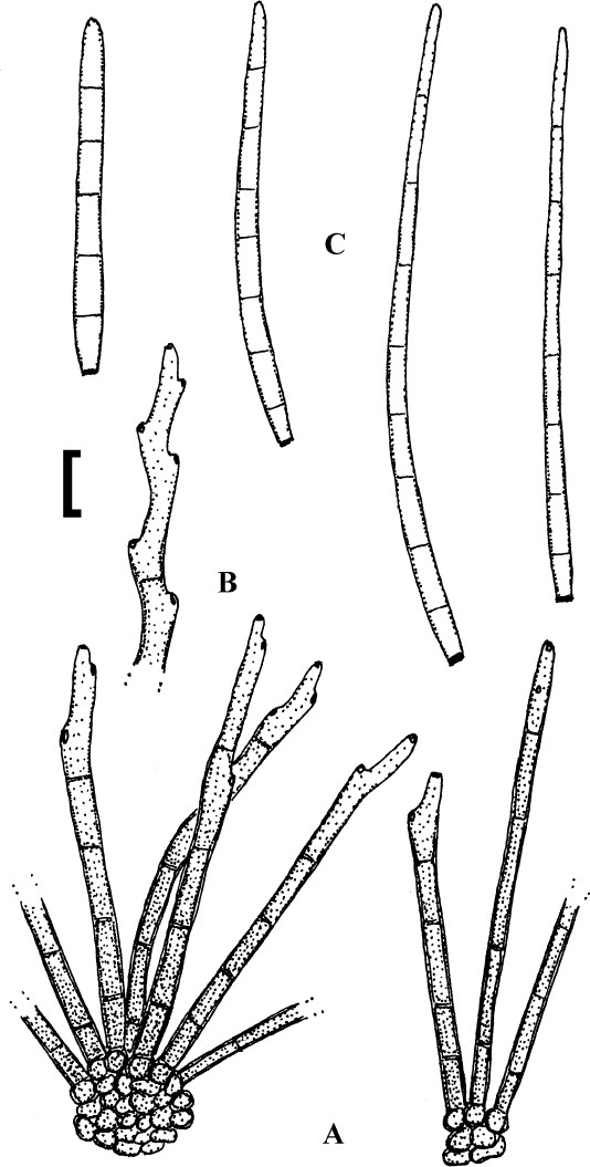 Fig. 71