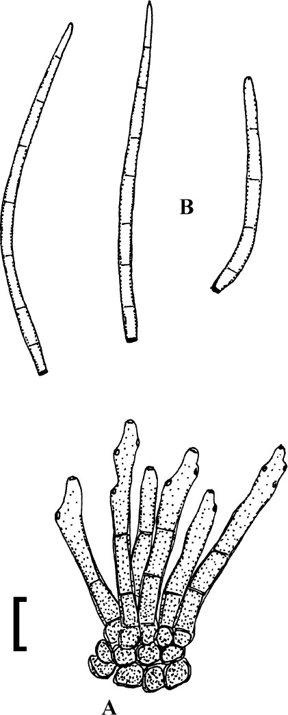 Fig. 72