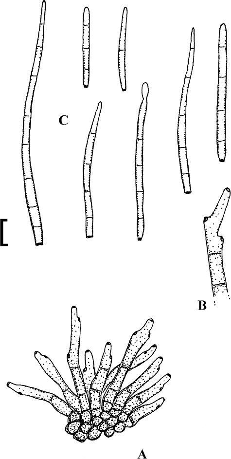 Fig. 73