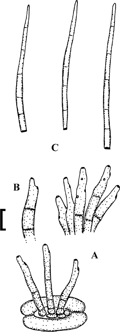 Fig. 75