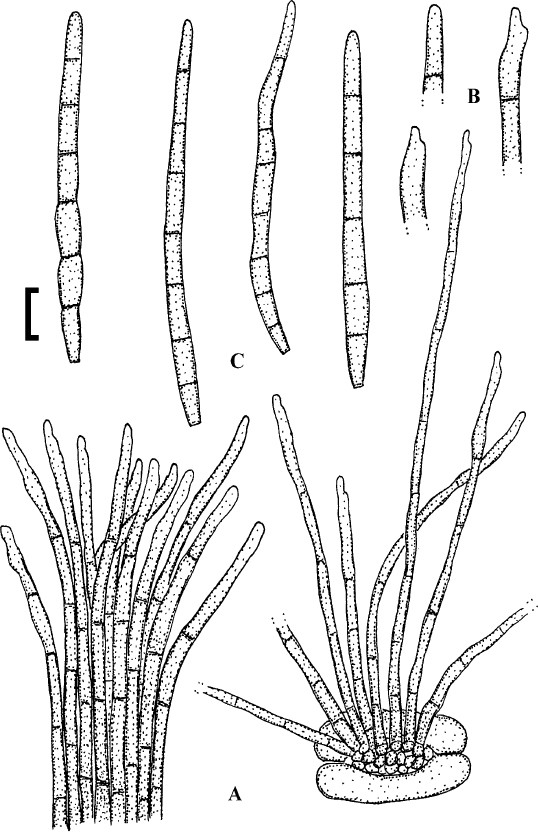 Fig. 78