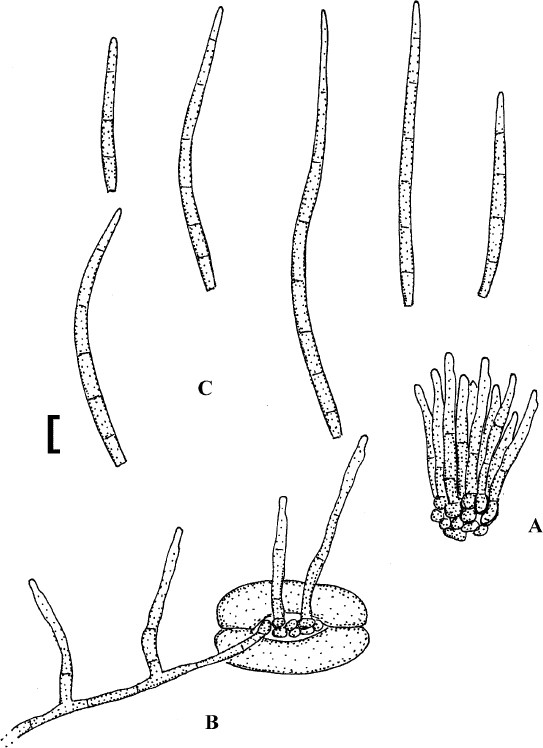 Fig. 79