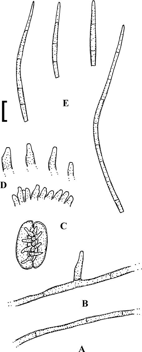 Fig. 80