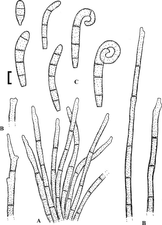 Fig. 81