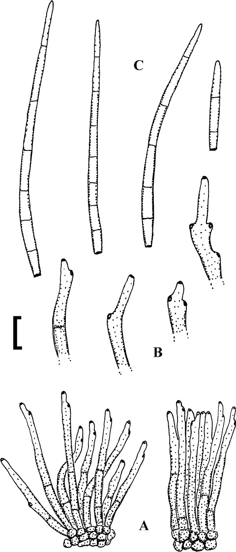 Fig. 82