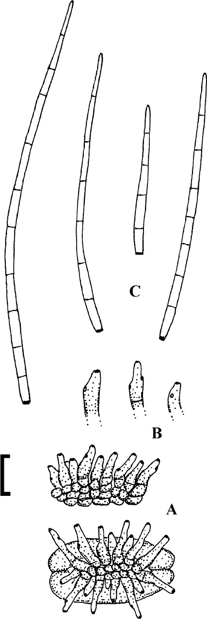 Fig. 84