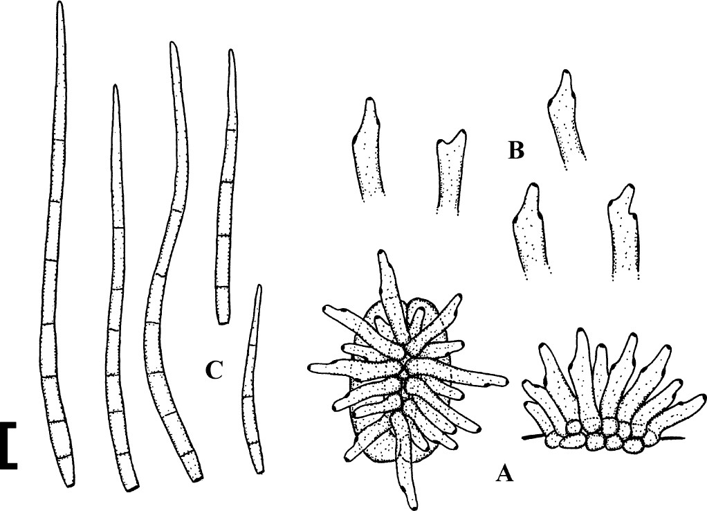 Fig. 89