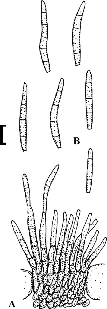 Fig. 9