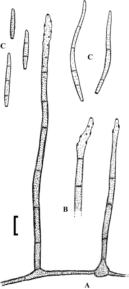 Fig. 91