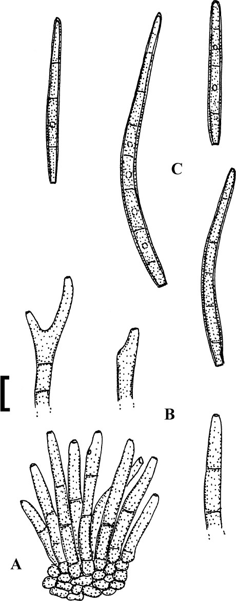 Fig. 94