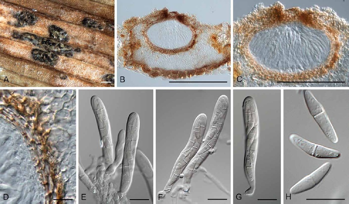 Fig. 13