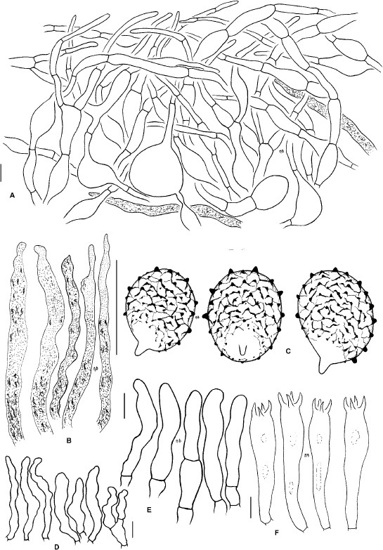 Fig. 12