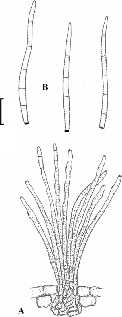 Fig. 10