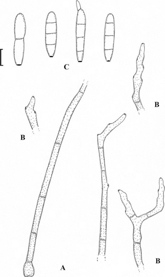 Fig. 16