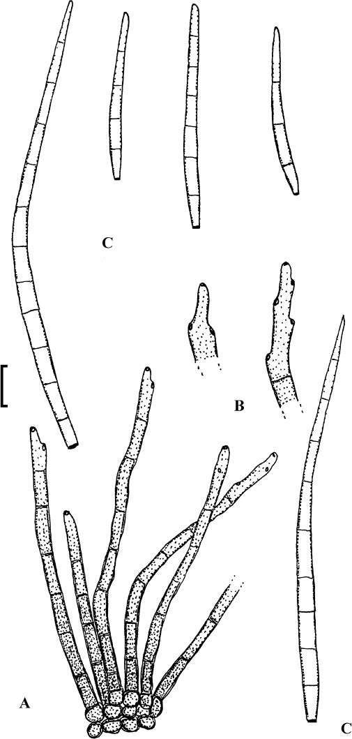 Fig. 21