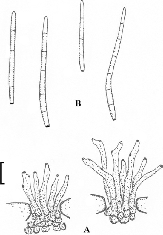 Fig. 22