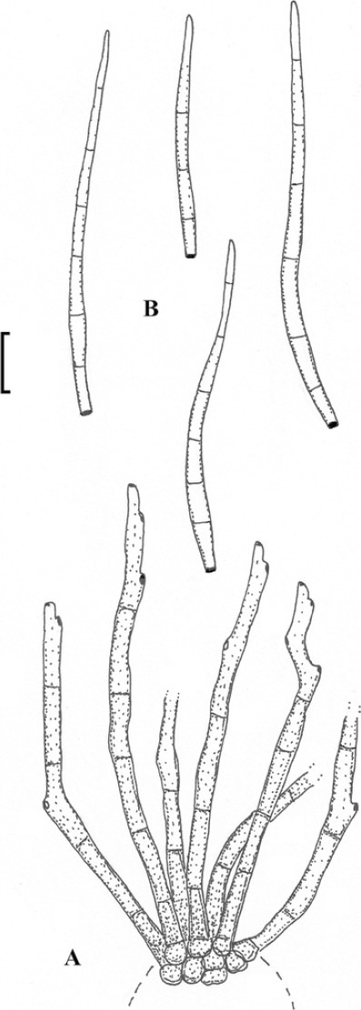 Fig. 23