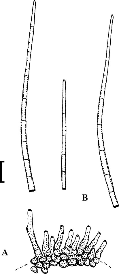 Fig. 24