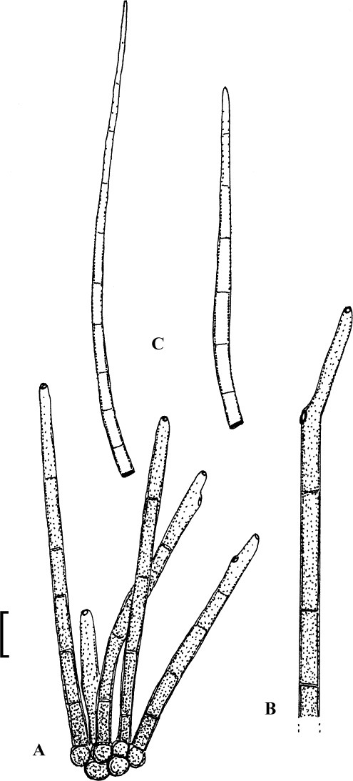 Fig. 25